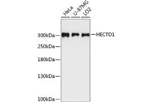 Western blot analysis of extracts of various cell lines, using HECTD1 antibody (ABIN6128015, ABIN6141706, ABIN6141707 and ABIN6225003) at 1:3000 dilution. (HECTD1 antibody  (AA 2518-2610))