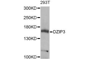 Western blot analysis of extracts of 293T cells, using DZIP3 Antibody (ABIN5975097) at 1/1000 dilution. (DZIP3 antibody)