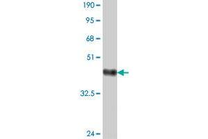 Western Blot detection against Immunogen (37. (RRN3 antibody  (AA 525-631))