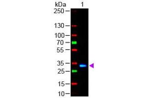 Image no. 1 for Goat anti-Human IgG (Fc Region) antibody (FITC) (ABIN301333) (Goat anti-Human IgG (Fc Region) Antibody (FITC))