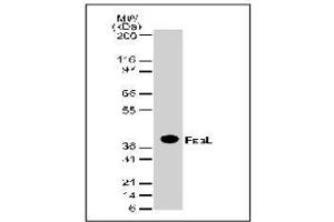 Western Blotting (WB) image for anti-Fas Ligand (TNF Superfamily, Member 6) (FASL) antibody (ABIN155064)