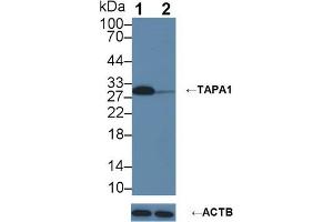 Western blot analysis of (1) Wild-type U87MG cell lysate, and (2) TAPA1 knockout U87MG cell lysate, using Rabbit Anti-Human TAPA1 Antibody (3 µg/ml) and HRP-conjugated Goat Anti-Mouse antibody (abx400001, 0.