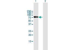 Western Blot analysis of ZNF254 expression in transfected 293T cell line by ZNF254 MaxPab polyclonal antibody. (ZNF254 antibody  (AA 1-659))