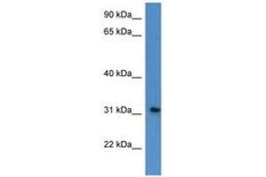Image no. 1 for anti-Rhophilin Associated Tail Protein 1-Like (ROPN1L) (AA 44-93) antibody (ABIN6746855) (ROPN1L antibody  (AA 44-93))
