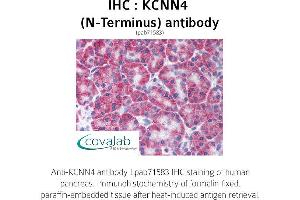 Image no. 1 for anti-Potassium Intermediate/small Conductance Calcium-Activated Channel, Subfamily N, Member 4 (KCNN4) (N-Term) antibody (ABIN1736196) (KCNN4 antibody  (N-Term))