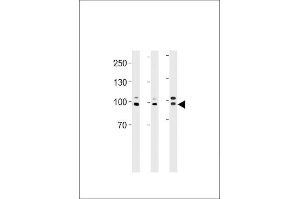 EPC1 antibody  (AA 305-334)