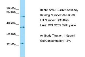 WB Suggested Anti-FCGR2A Antibody Titration: 1. (FCGR2A antibody  (C-Term))