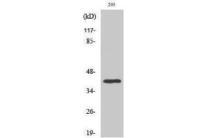 Western Blotting (WB) image for anti-TATA Box Binding Protein (TBP) (Internal Region) antibody (ABIN3187235) (TBP antibody  (Internal Region))