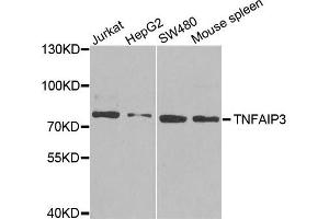 Western blot analysis of extracts of various cell lines, using TNFAIP3 antibody.
