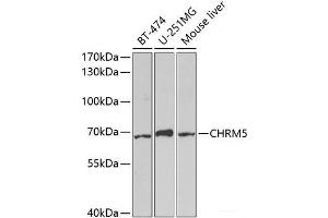 Western blot analysis of extracts of various cell lines using CHRM5 Polyclonal Antibody at dilution of 1:1000. (CHRM5 antibody)