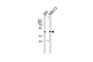 Lane 1: 293 Cell lysates, Lane 2: NIH/3T3 Cell lysates, probed with JUN (1306CT545. (C-JUN antibody)