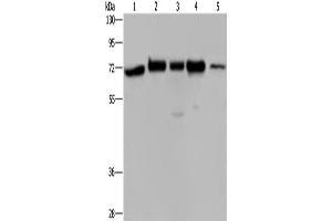 Western Blotting (WB) image for anti-HIV-1 Rev Binding Protein (HRB) antibody (ABIN2422488) (AGFG1 antibody)