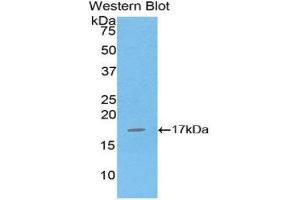 Western Blotting (WB) image for anti-Interleukin 16 (IL16) (AA 1203-1332) antibody (ABIN1859346) (IL16 antibody  (AA 1203-1332))