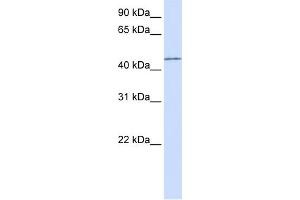 WB Suggested Anti-PARVB Antibody Titration:  0. (Parvin, beta antibody  (N-Term))