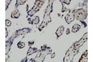 Immunoperoxidase of monoclonal antibody to JMJD1C on formalin-fixed paraffin-embedded human placenta. (JMJD1C antibody  (AA 2-99))