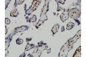 Immunoperoxidase of monoclonal antibody to JMJD1C on formalin-fixed paraffin-embedded human placenta. (JMJD1C antibody  (AA 2-99))