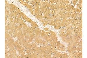 ALKBH1 Mouse Monoclonal Antibody at 1/100 staining rat heart tissue by IHC-P.