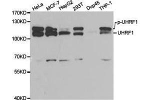 Western Blotting (WB) image for anti-Ubiquitin-Like, Containing PHD and RING Finger Domains, 1 (UHRF1) antibody (ABIN1875278)