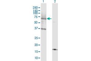 Western Blot analysis of ACSL6 expression in transfected 293T cell line by ACSL6 MaxPab polyclonal antibody.