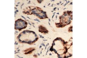 Immunohistochemical analysis of EIF3L staining in human Pancreas formalin fixed paraffin embedded tissue section. (EIF3L antibody  (N-Term))