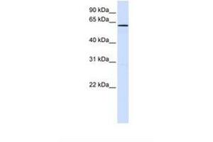 Image no. 1 for anti-Family with Sequence Similarity 20, Member A (FAM20A) (AA 182-231) antibody (ABIN6739198) (FAM20A antibody  (AA 182-231))