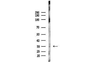 Western blot analysis of lysates from Hela cells(heat-shock,45 min treatment), using Syntaxin 1A Antibody at 1/1000 dilution.