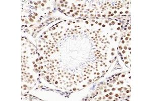 Immunohistochemistry (Paraffin-embedded Sections) (IHC (p)) image for anti-RNA Binding Motif Protein 8A (RBM8A) antibody (ABIN7075478)