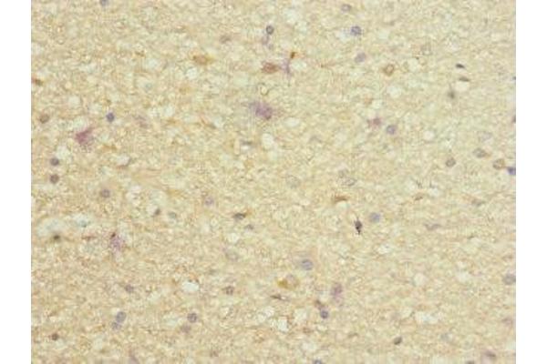 PIEZO1 antibody  (AA 2230-2420)
