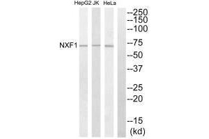 Western blot analysis of extracts from HepG2 cells, Jurkat cells and HeLa cells, using NXF1 antibody. (NXF1 antibody  (N-Term))
