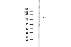 anti-V-Myb Myeloblastosis Viral Oncogene Homolog (Avian) (MYB) (C-Term) antibody