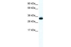 Western Blotting (WB) image for anti-Annexin A5 (ANXA5) antibody (ABIN2461409) (Annexin V antibody)
