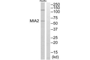 Western blot analysis of extracts from HuvEc cells, using MIA2 antibody. (MIA2 antibody  (Internal Region))