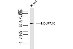 Mouse heart lysates probed with NDUFA10 Polyclonal Antibody, unconjugated  at 1:300 overnight at 4°C followed by a conjugated secondary antibody at 1:10000 for 90 minutes at 37°C. (NDUFA10 antibody  (AA 201-300))