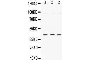 Western Blotting (WB) image for anti-Mitogen-Activated Protein Kinase 13 (MAPK13) (AA 332-365), (C-Term) antibody (ABIN3043610) (MAPK13 antibody  (C-Term))