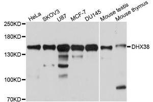 Western blot analysis of extracts of various cell lines, using DHX38 antibody. (DHX38 antibody  (AA 1133-1227))