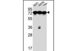 HS Antibody (C-term) (ABIN651231 and ABIN2840143) western blot analysis in ,,Hela cell line lysates (35 μg/lane). (GRP78 antibody  (C-Term))