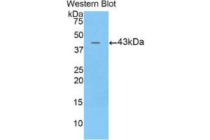 Western Blotting (WB) image for anti-Bactericidal/Permeability Increasing Protein (BPI) (AA 320-456) antibody (ABIN1858168)