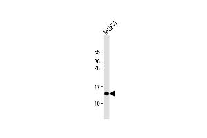 Anti-SH3BGRL Antibody (Center) at 1:1000 dilution + MCF-7 whole cell lysate Lysates/proteins at 20 μg per lane. (SH3BGRL antibody  (AA 35-63))