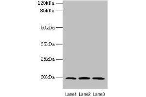 Western blot All lanes: MRPL49 antibody at 0. (MRPL49 antibody  (AA 1-166))
