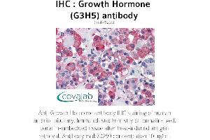 Image no. 1 for anti-Growth Hormone 1 (GH1) antibody (ABIN1723225) (Growth Hormone 1 antibody)