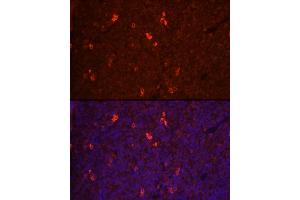 Immunofluorescence analysis of rat spleen cells using RANKL Rabbit pAb (ABIN3016237, ABIN3016238, ABIN3016239 and ABIN6219648) at dilution of 1:100 (40x lens). (RANKL antibody  (AA 78-317))
