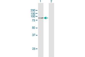 Western Blot analysis of STON1 expression in transfected 293T cell line by STON1 MaxPab polyclonal antibody.