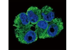 Confocal immunofluorescent analysis of TRAP antibody with NCI-H460 cells followed by Alexa Fluor 488-conjugated goat anti-rabbit lgG (green). (CD40 Ligand antibody  (AA 33-62))