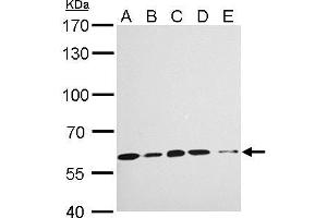 WB Image KPNA4 antibody [C3], C-term detects KPNA4 protein by Western blot analysis. (KPNA4 antibody  (C-Term))