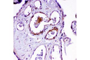 Anti- ACE antibody,  IHC(P) IHC(P): Human Placenta Tissue (Angiotensin I Converting Enzyme 1 antibody  (Middle Region))