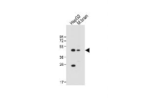 All lanes : Anti-AS Antibody (Center) at 1:1000 dilution Lane 1: HepG2 whole cell lysate Lane 2: Mouse brain tissue lysate Lysates/proteins at 20 μg per lane. (CLMP antibody  (AA 81-110))