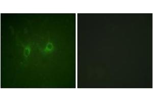 Immunofluorescence analysis of COS7 cells, using RGS16 (Ab-168) Antibody.
