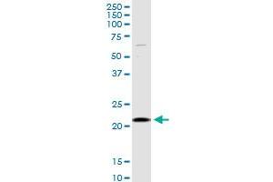 SELS MaxPab rabbit polyclonal antibody. (Selenoprotein S antibody  (AA 1-187))