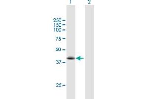 Western Blot analysis of TLL1 expression in transfected 293T cell line by TLL1 MaxPab polyclonal antibody.