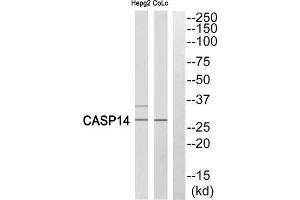 Western blot analysis of extracts from COLO cells and HepG2 cells, using Caspase 14 (p10, Cleaved-Lys222) antibody.